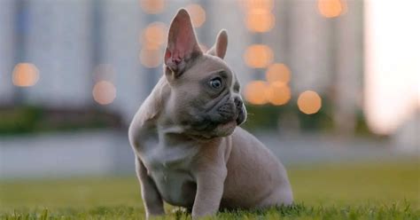 French Bulldog Cost Revealed: Your Definitive Guide To ...